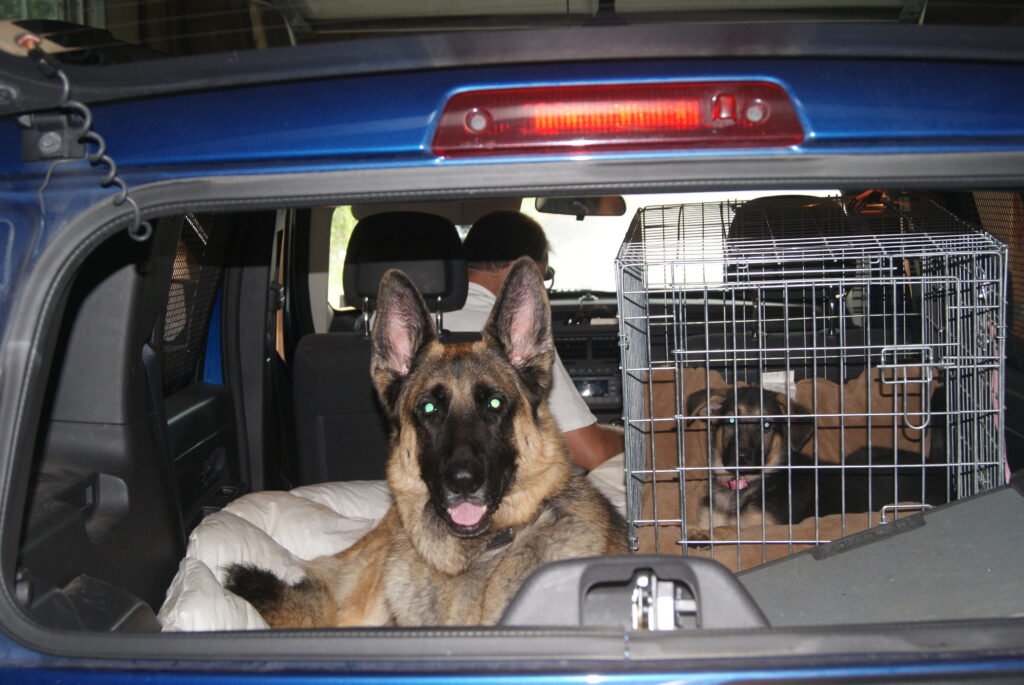 German Shepherd puppy travelling in a crate beside an older dog in the car