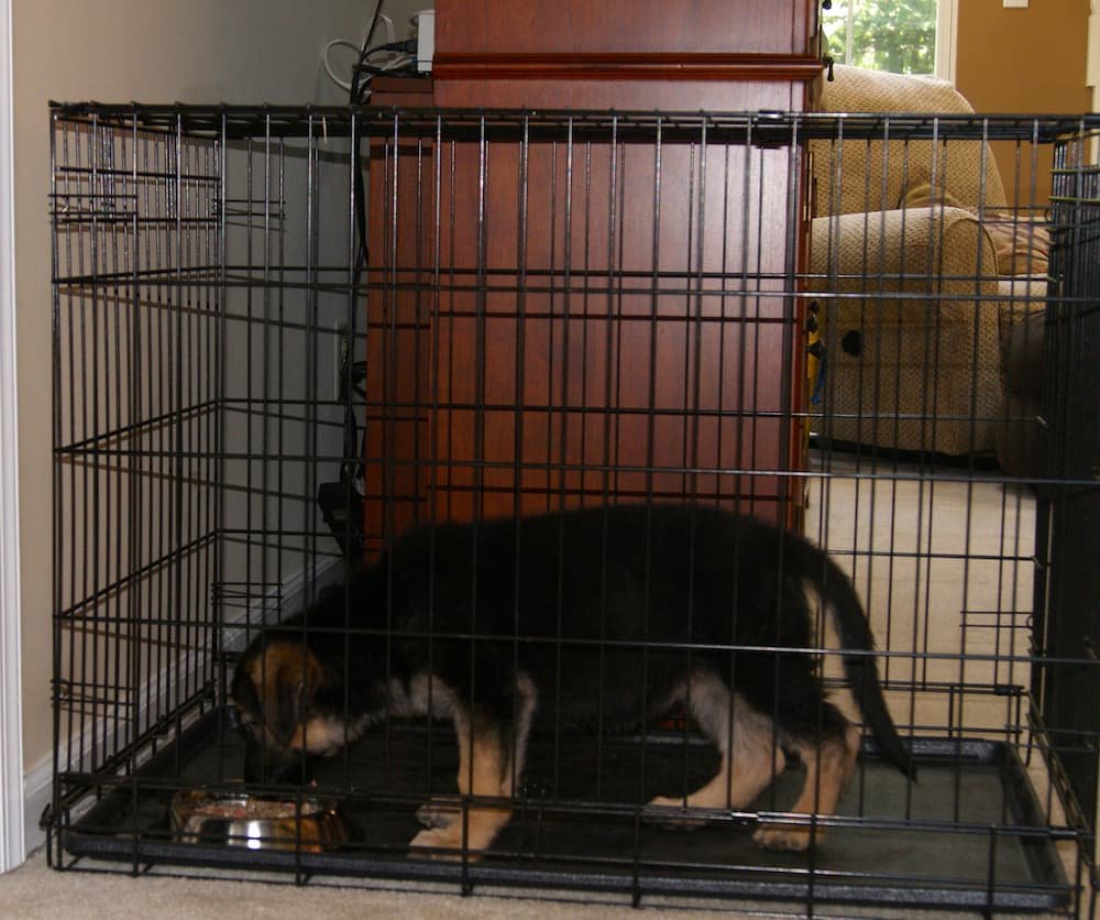 German Shepherd puppy eating her dinner inside a wire crate