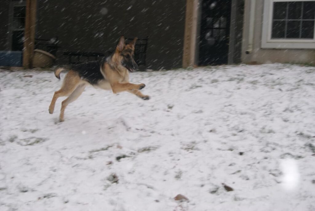 Young German Shepherd running through snow in the yard