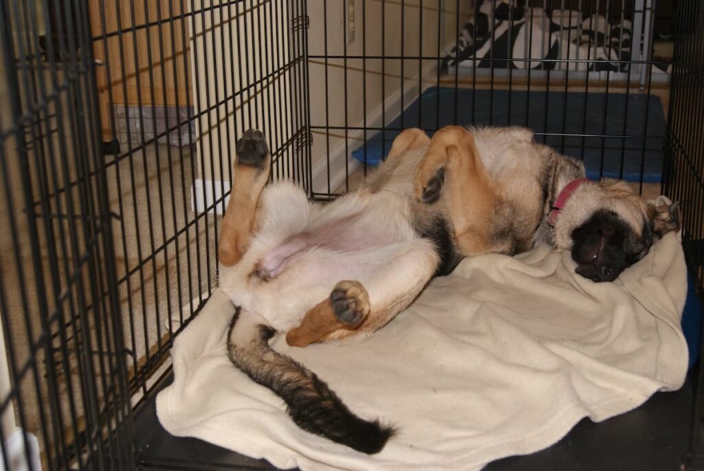 German Shepherd puppy sleeping on her back in a crate