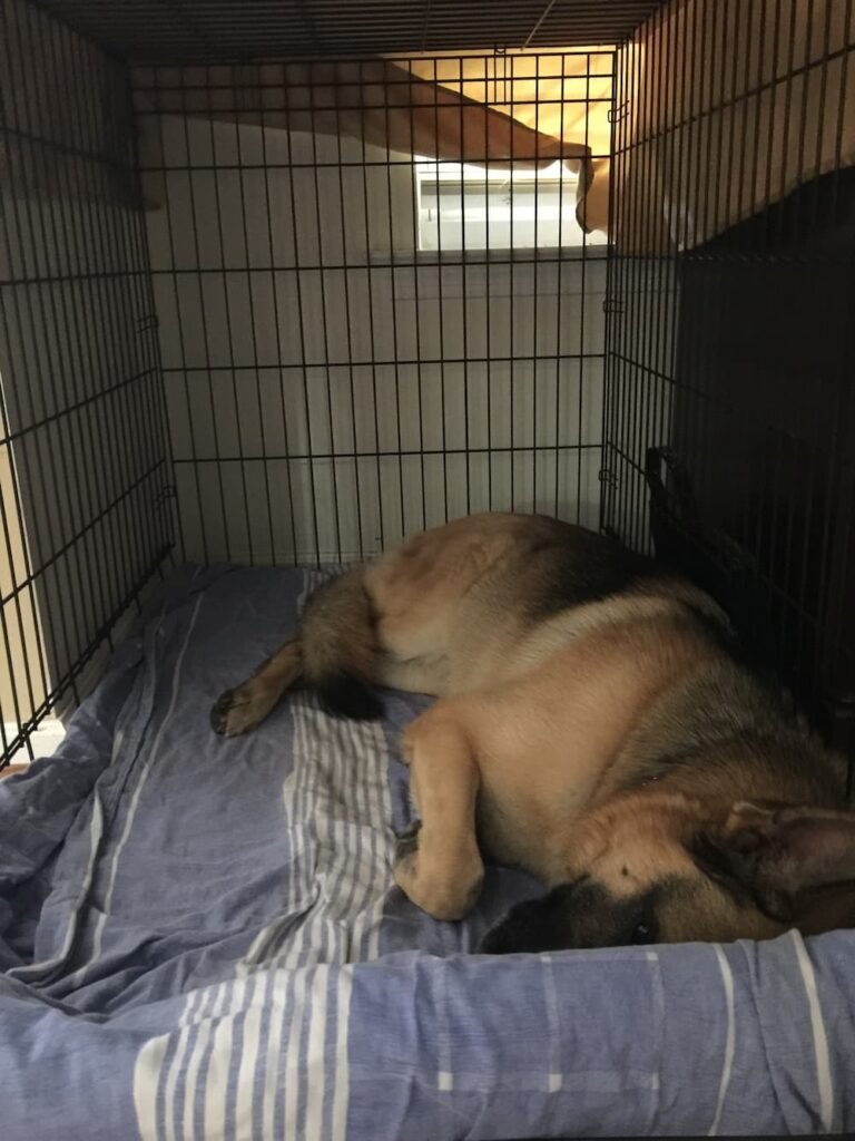 Adult German Shepherd sleeping comfortably inside an open crate