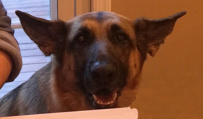 German Shepherd with ears held out to the side during a skin allergy flare-up