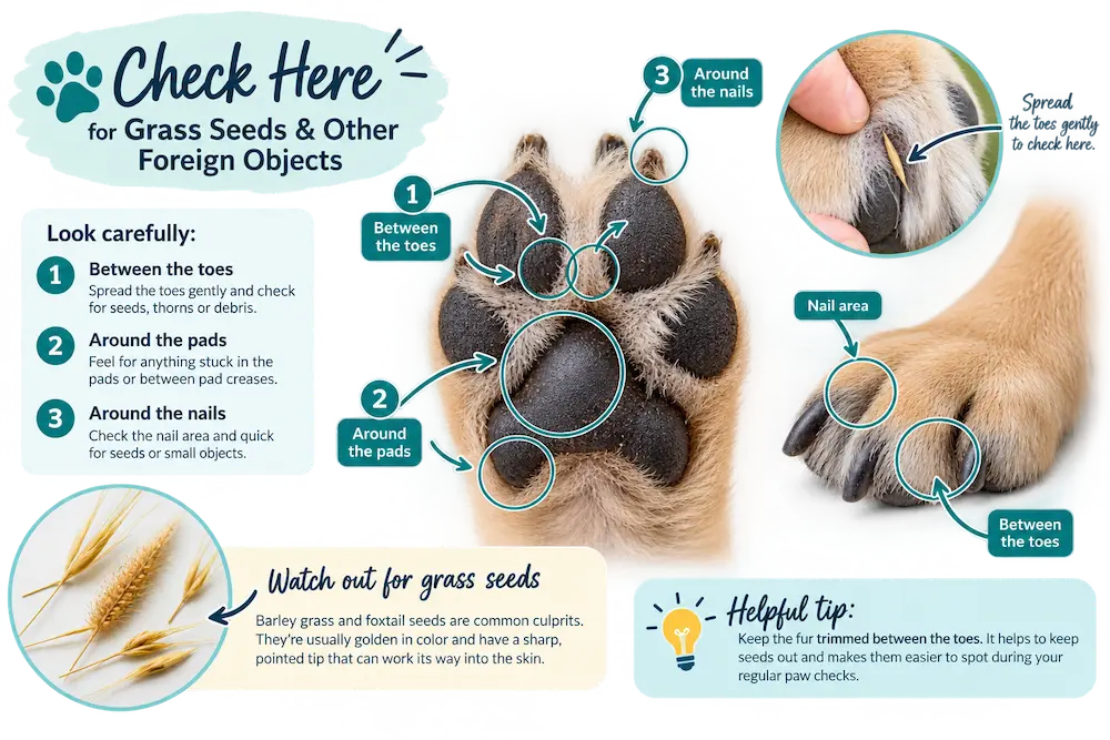 Diagram showing where to check a dog's paw for grass seeds and foreign objects, including between the toes, around the pads and nails