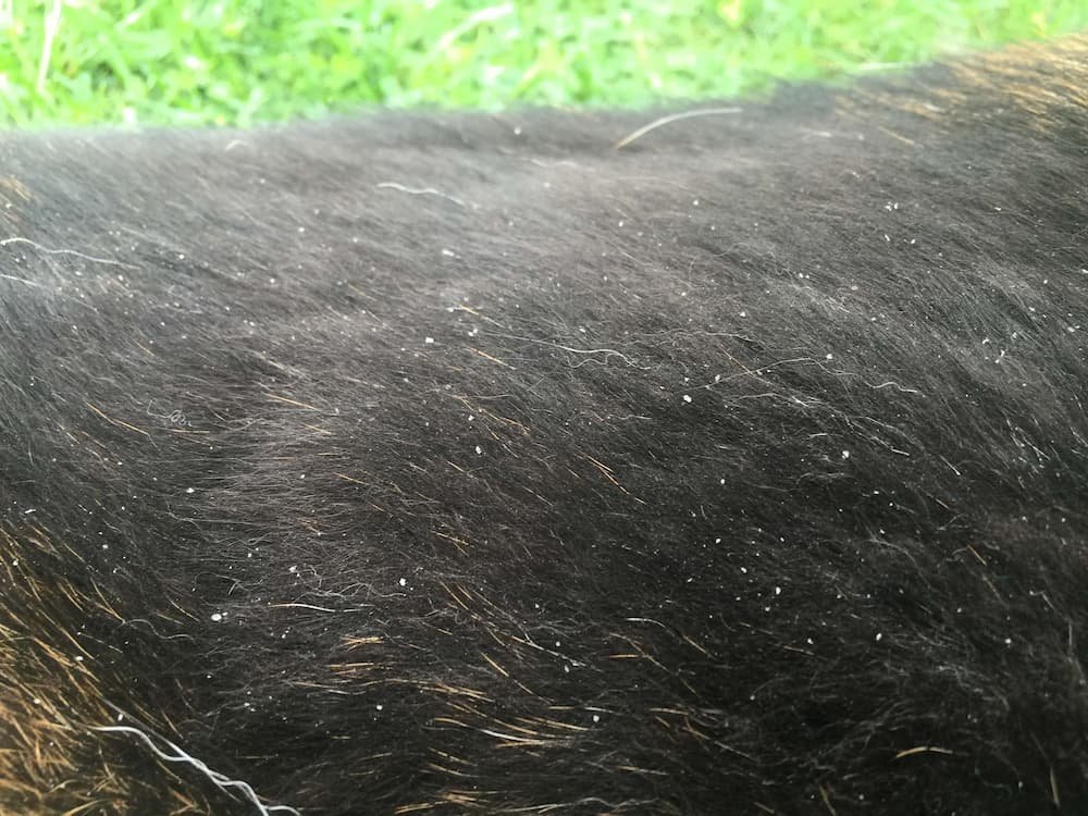 White dandruff flakes visible on Hudson's dark coat before treatment
