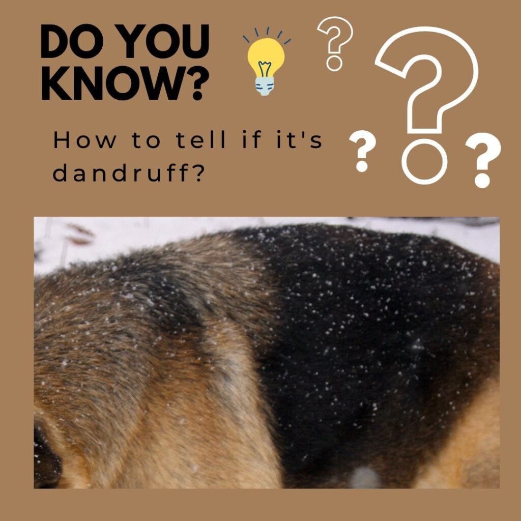 White dandruff flakes visible on a dog's dark coat
