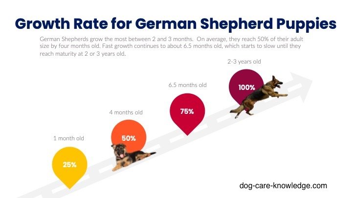 German Shepherd puppy weight guide