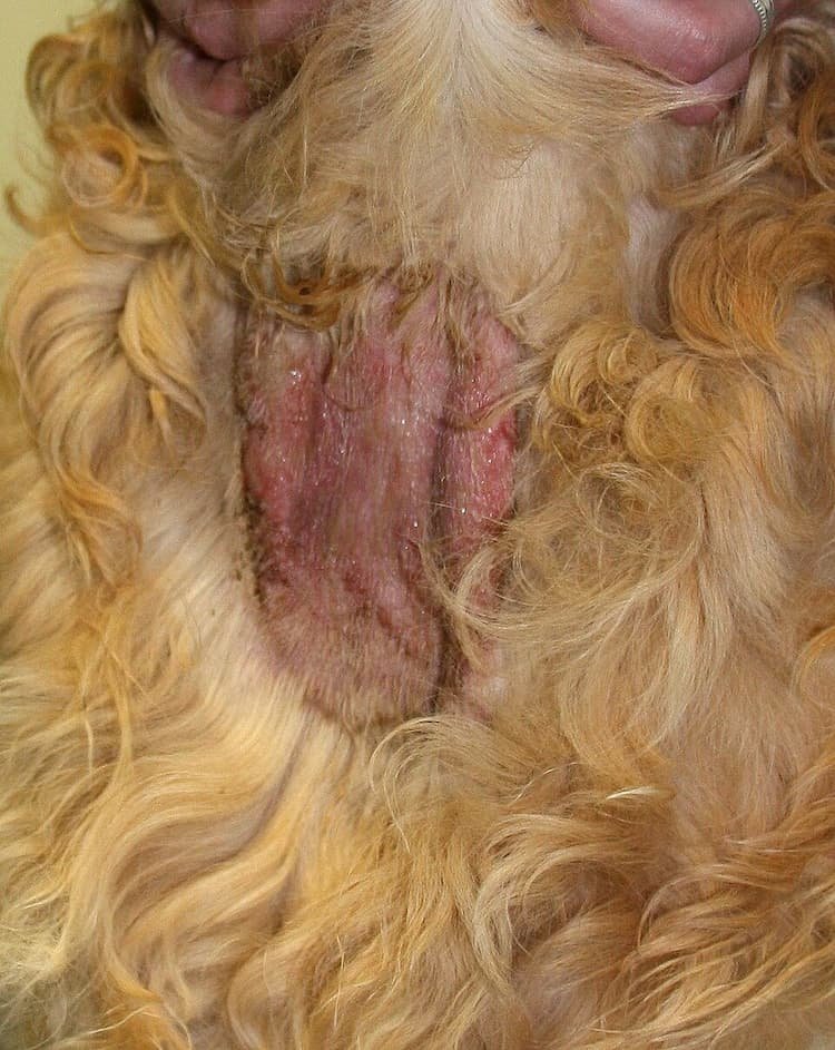 Hot spots in dogs are red, inflamed hot spot on a Golden Retriever caused by acute moist dermatitis.