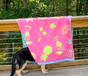 Young German Shepherd hiding beneath a towel