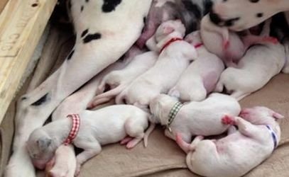 Newborn Dalmatian puppies nursing beside their mother