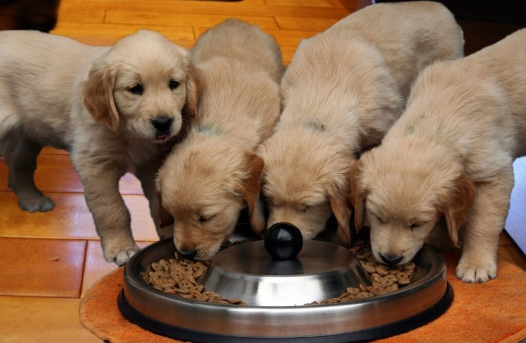 Golden Retriever puppies eating puppy food from a bowl