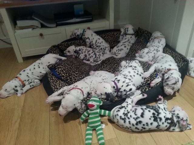 Five week old Dalmatian puppies resting together indoors