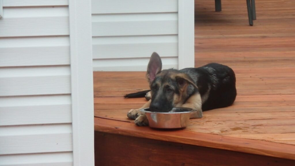 German Shepherd puppy eating from a metal food bowl