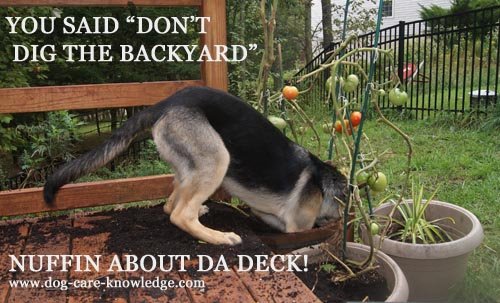 German Shepherd puppy digging in a planter on the deck