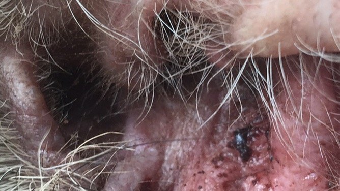 Close-up of Ava's irritated ear showing redness and dark debris.
