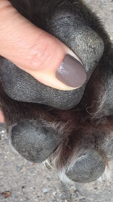 Close-up of Ava's paw and the skin between her paw pads.