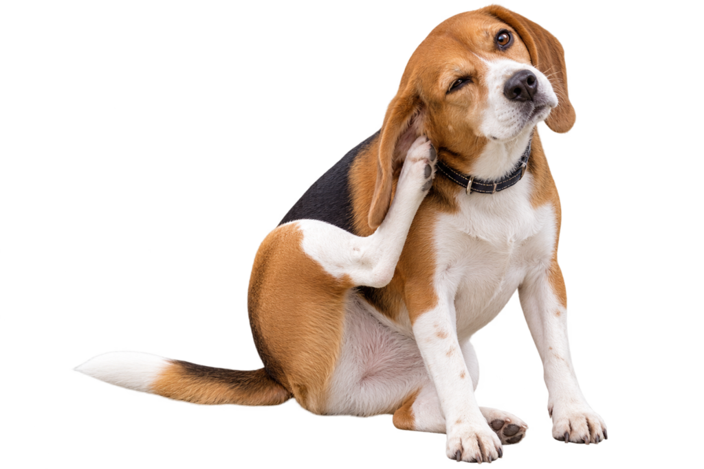 Dog scratching its neck due to itchy skin
