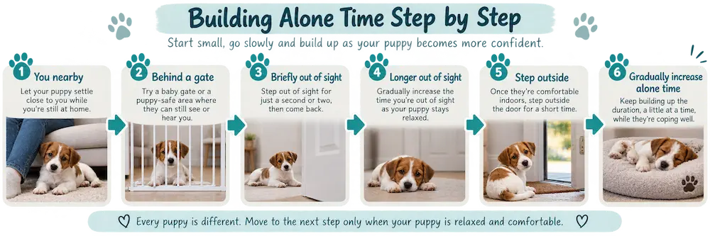 Six-step guide to gradually teaching a puppy to feel comfortable being left alone.