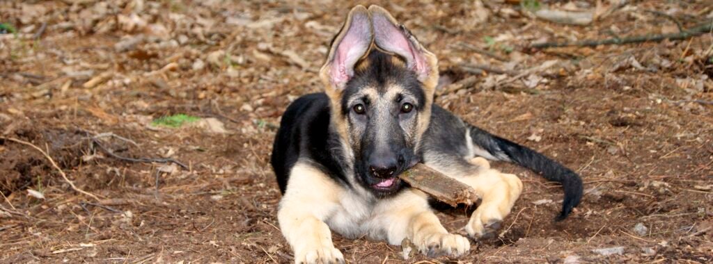 German Shepherd puppy lying outdoors chewing a piece of wood