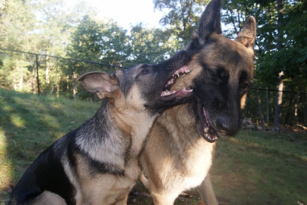 Young German Shepherd mouthing an adult German Shepherd during play
