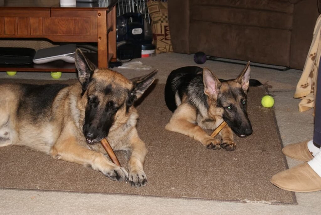 German Shepherd puppy and adult dog lying indoors with chews