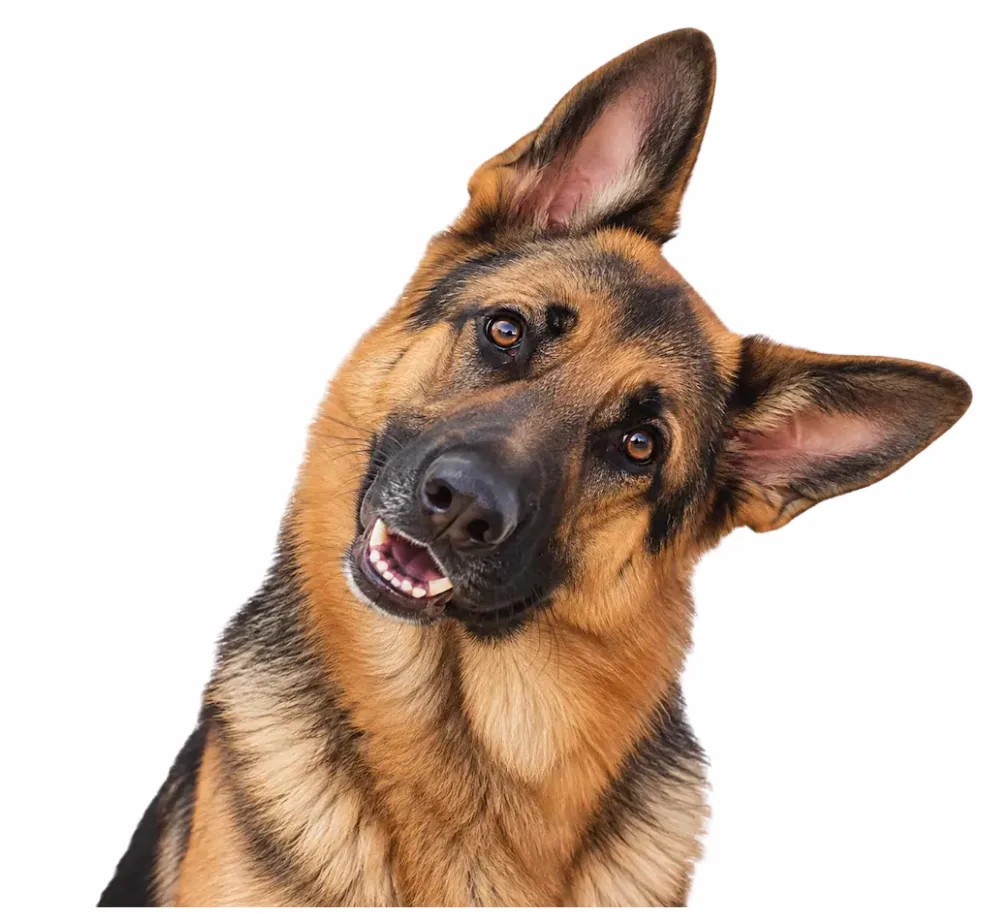 German Shepherd Dog looking goofy with a headtilt.