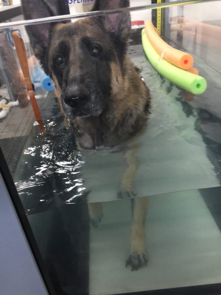 German Shepherd Hudson using an underwater treadmill during hydrotherapy