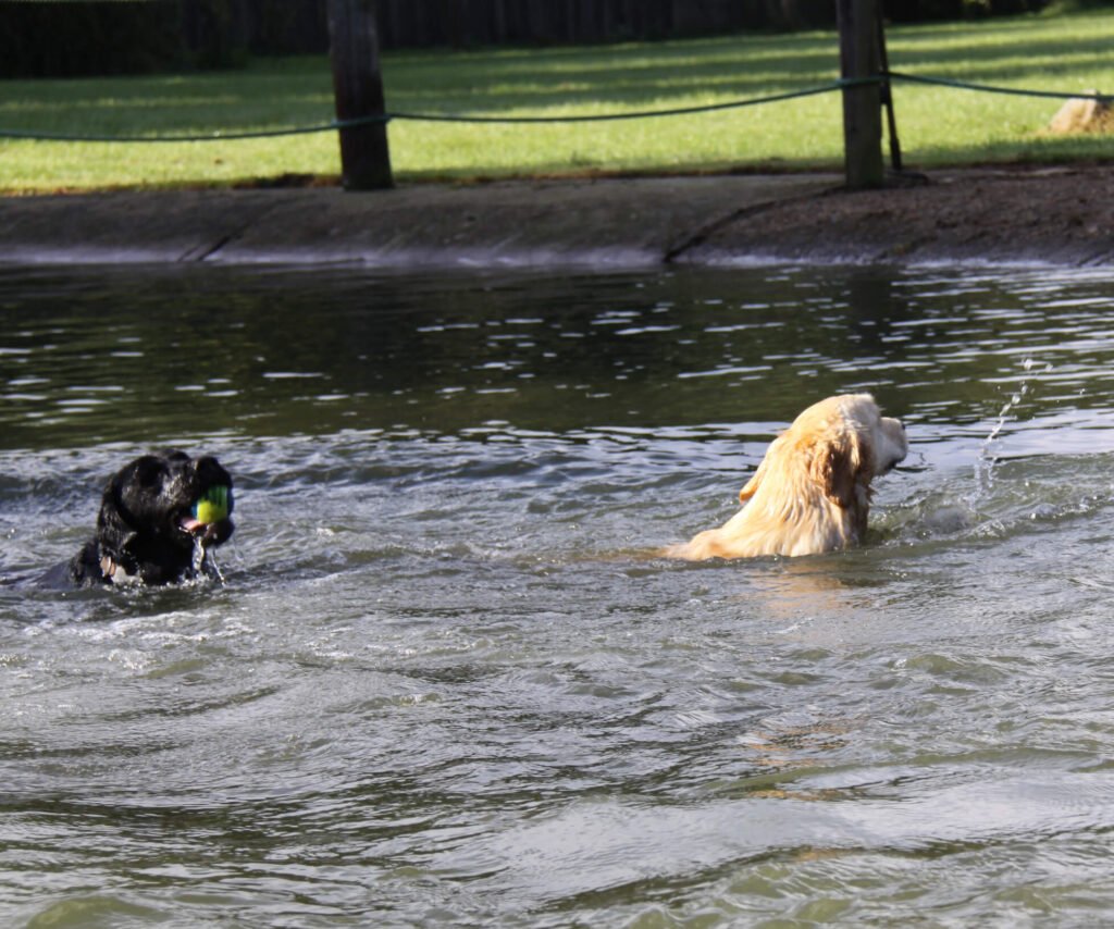 Dogs swimming in water