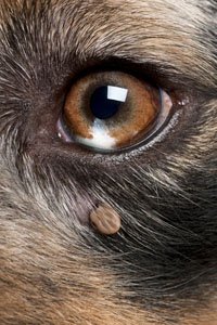 Tick attached to the skin just below a dog’s eye